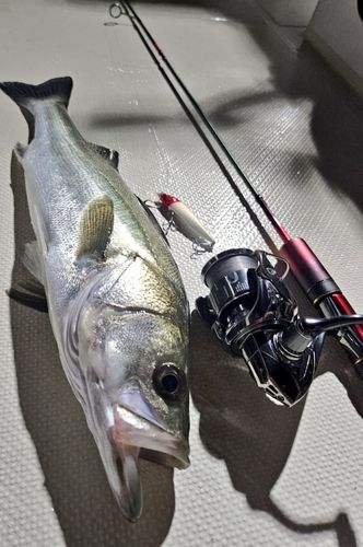 シーバスの釣果