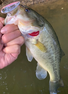 ラージマウスバスの釣果