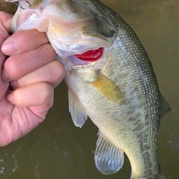 ラージマウスバス