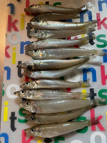 シロギスの釣果