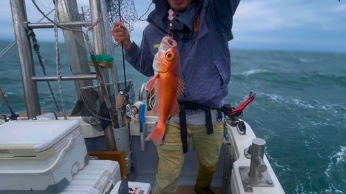 アカムツの釣果