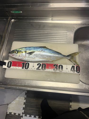 イナダの釣果