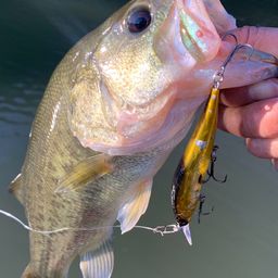 ラージマウスバス