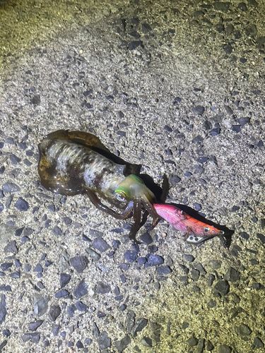 アオリイカの釣果