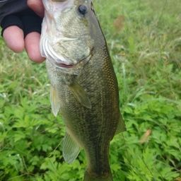 ラージマウスバス