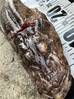 ワニゴチの釣果