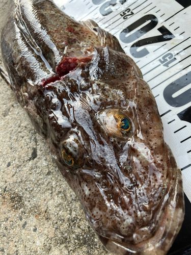 ワニゴチの釣果