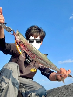 サゴシの釣果