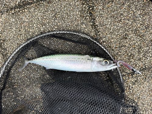 サバの釣果