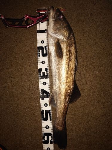 シーバスの釣果