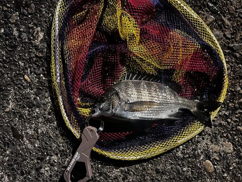 チンチンの釣果