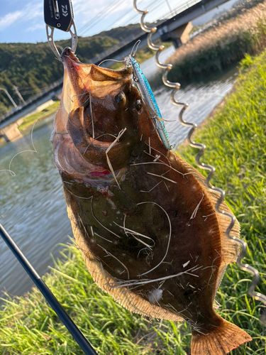ヒラメの釣果