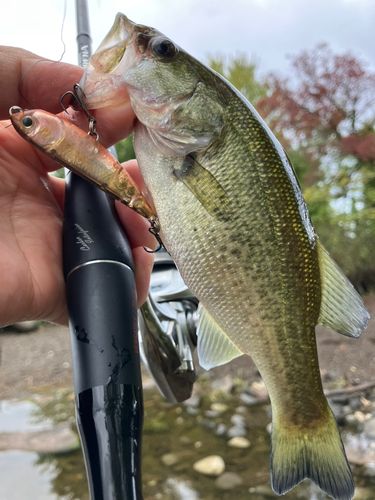 ブラックバスの釣果