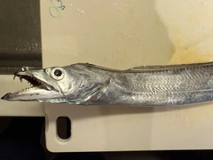 タチウオの釣果