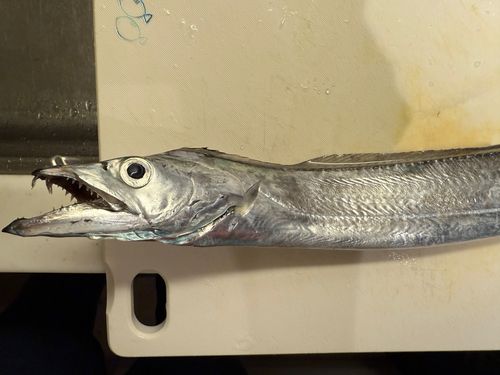 タチウオの釣果