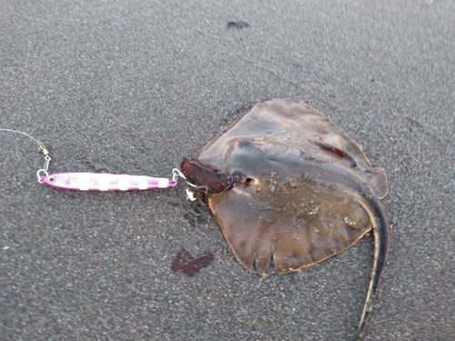 アカエイの釣果