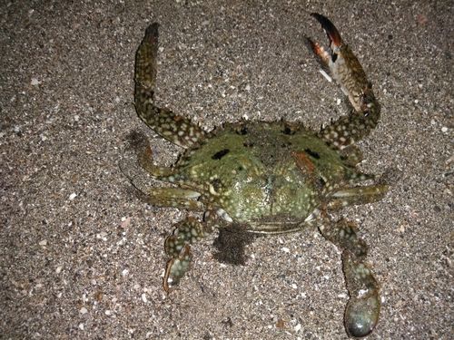 ワタリガニの釣果