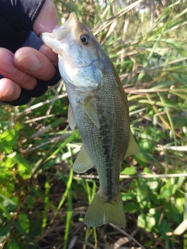 ラージマウスバスの釣果