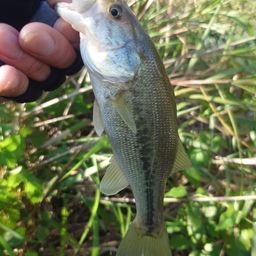 ラージマウスバス