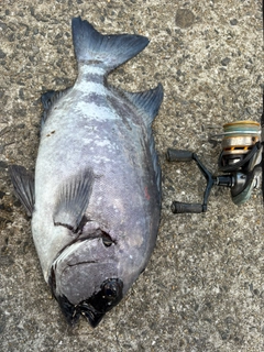 イシダイの釣果