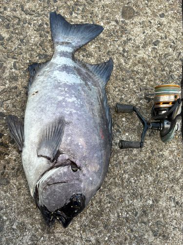 イシダイの釣果