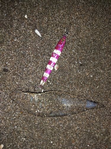 シタビラメの釣果