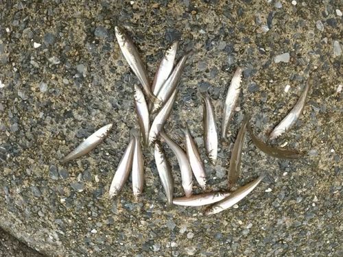 シロギスの釣果