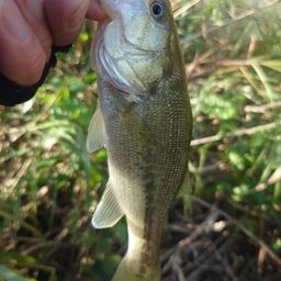 ラージマウスバス