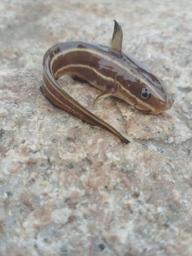 ゴンズイの釣果