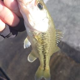 ラージマウスバス