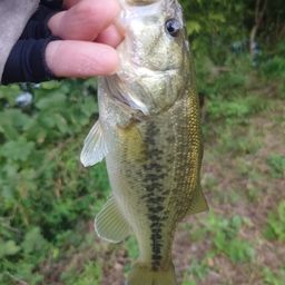 ラージマウスバス