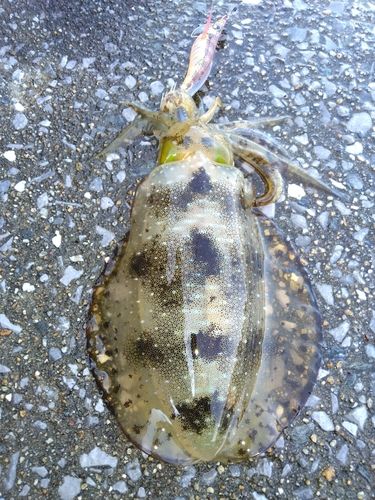 アオリイカの釣果