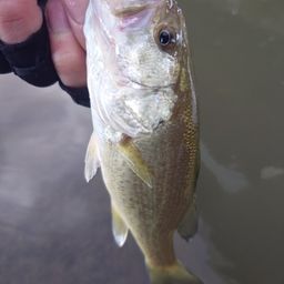 ラージマウスバス