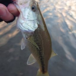 ラージマウスバス