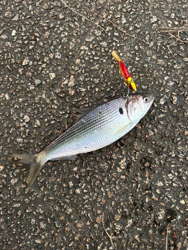 コノシロの釣果