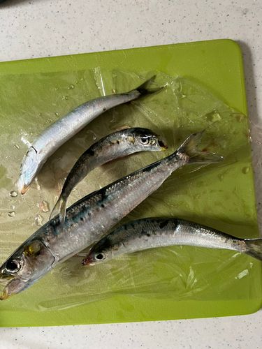 マイワシの釣果