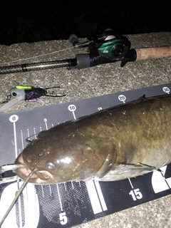 ナマズの釣果