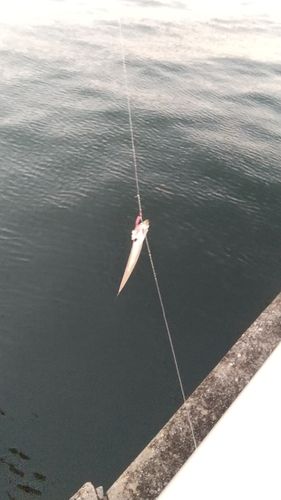 カタクチイワシの釣果