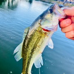 ラージマウスバス