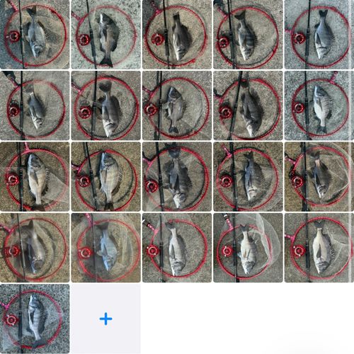 クロダイの釣果