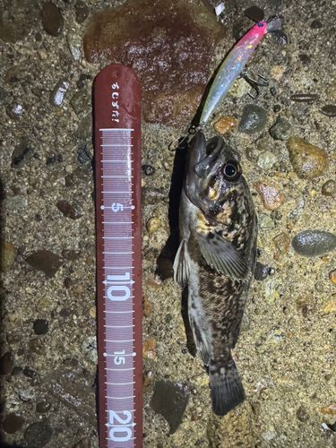 クロソイの釣果