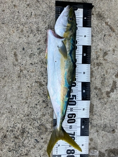 ヒラマサの釣果