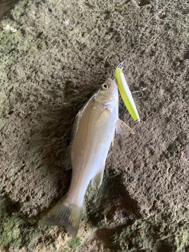 セイゴ（ヒラスズキ）の釣果