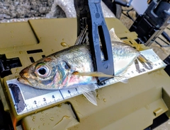 マアジの釣果
