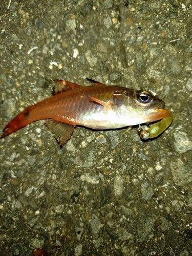 ネンブツダイの釣果