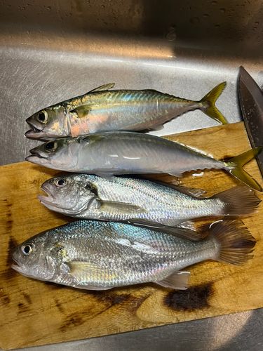 イシモチの釣果