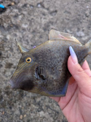 アミメハギの釣果