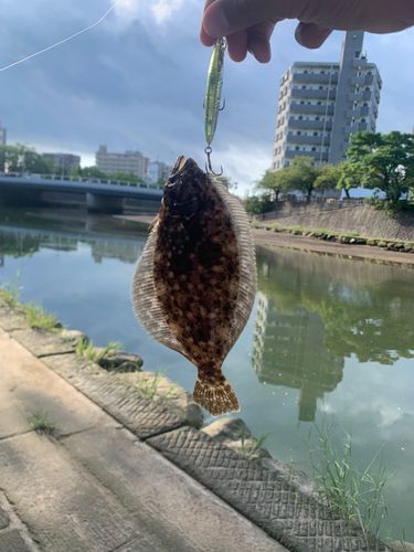 ヒラメの釣果