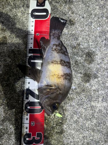 シロメバルの釣果