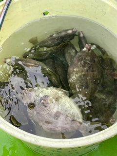 カワハギの釣果